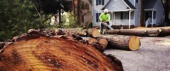 How Our Tree Care Process Works  in  Bremerton, WA